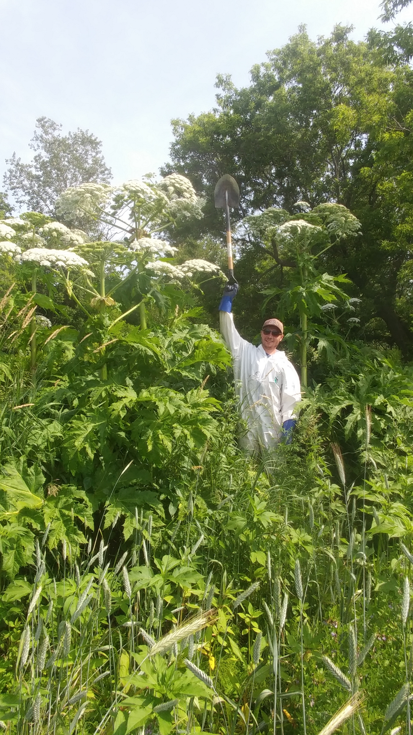 20190716_100549 Grandeur berce du Caucase