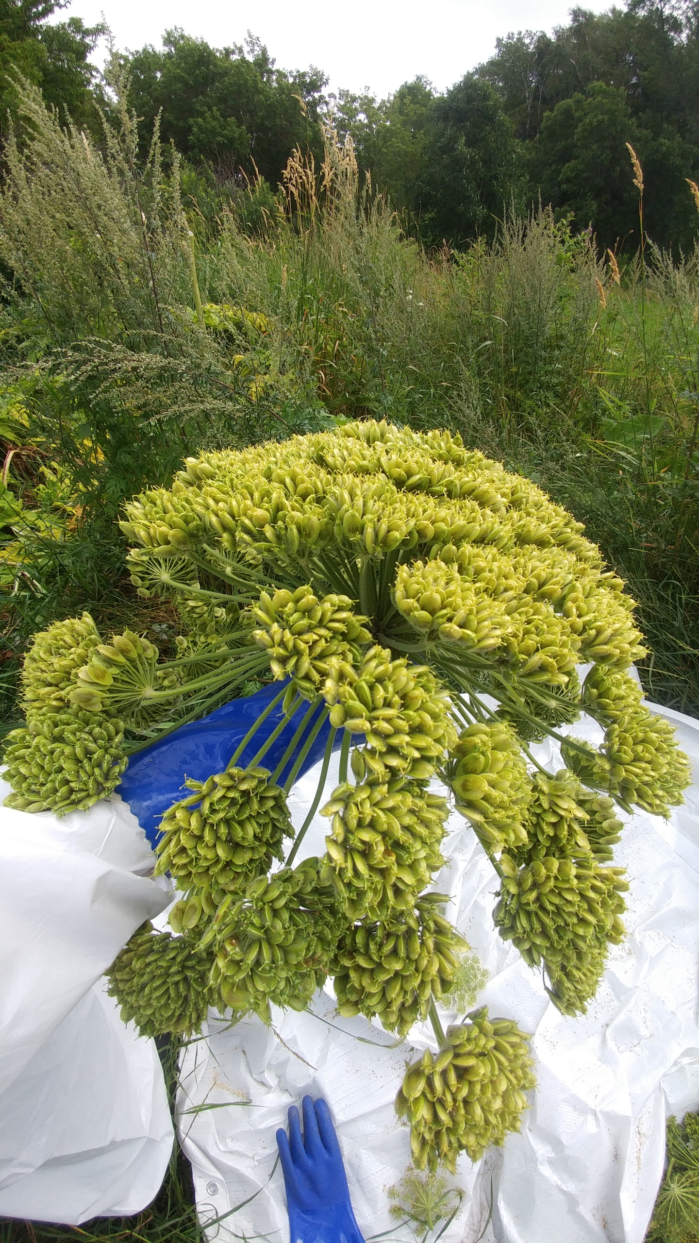 20190731_105006 Ombelle avec graine de berce du Caucase