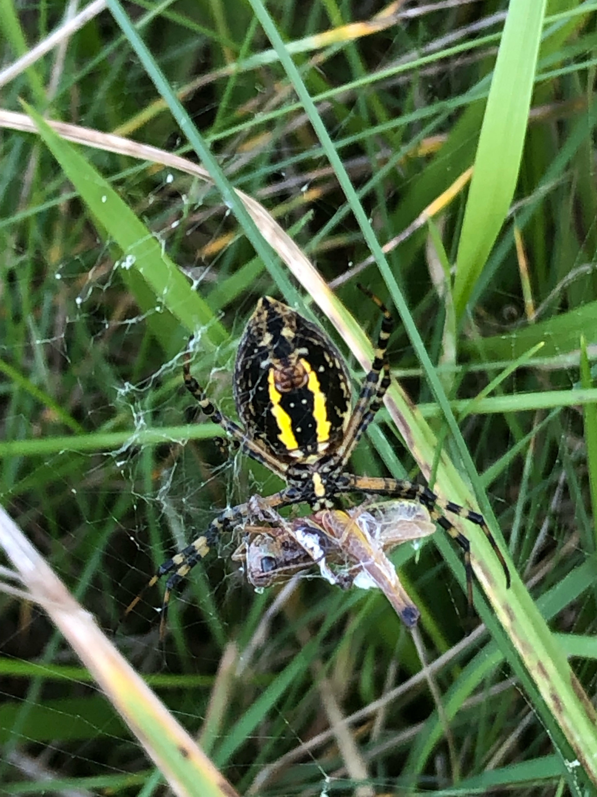 Araignée vue rapprochée