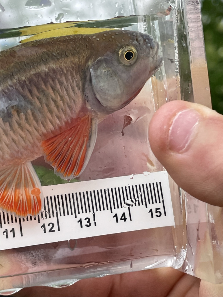 nouvelle_cadie_20230616_103138